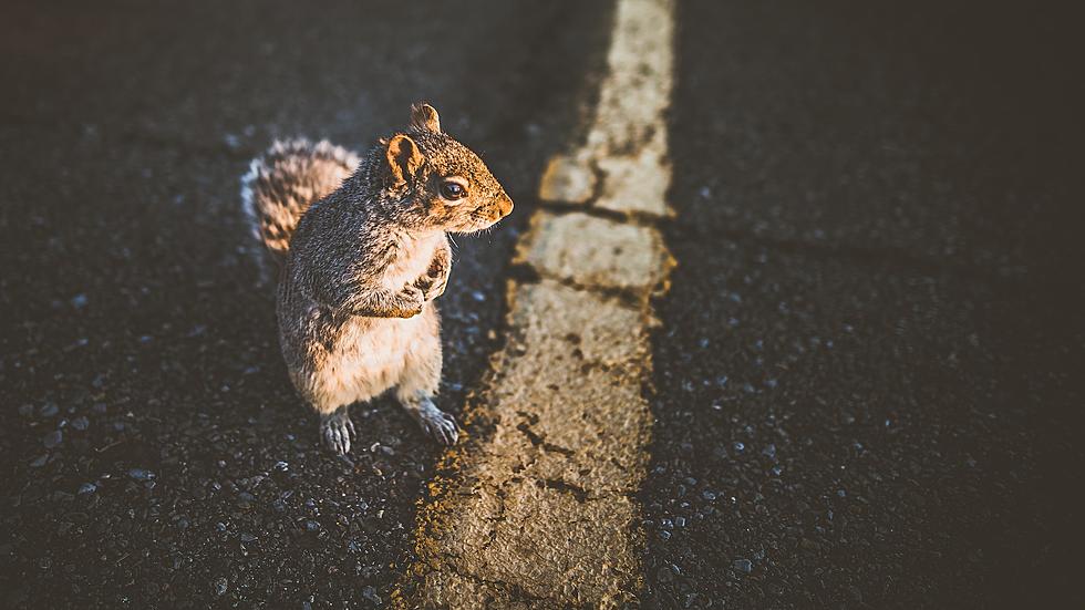 Why Do Squirrels Run Out in Front of Cars?