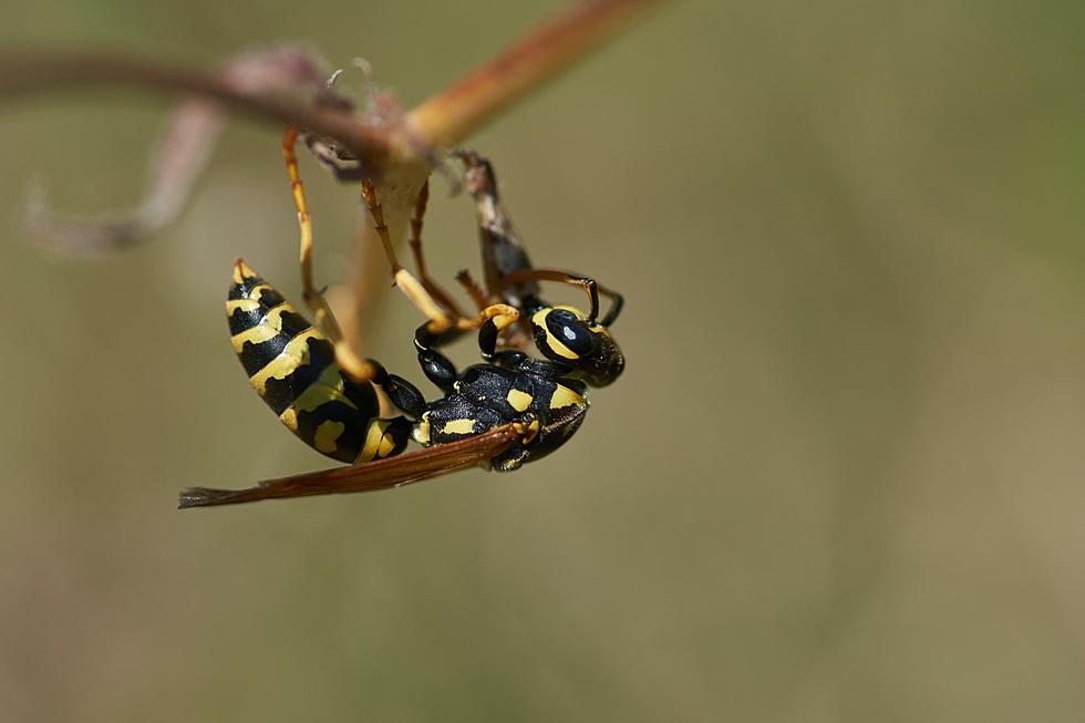 Do Brown Paper Bags Ward Off Wasps?