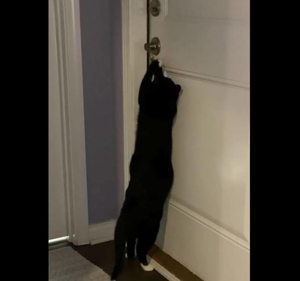 Kentucky ‘Demon Cat’ Caught in the Act Opening the Pantry Door Like a Human