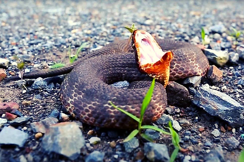 How to Identify Kentucky’s Four Venomous Snake Species