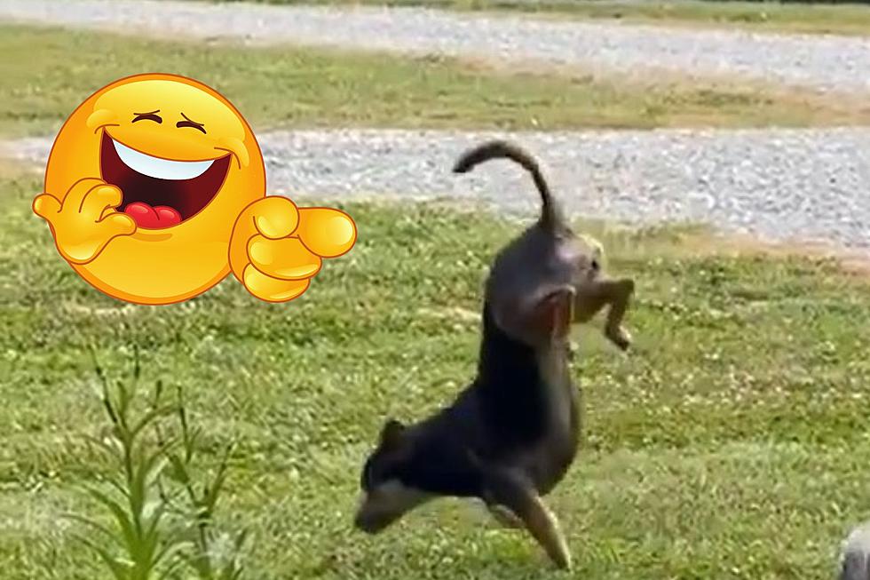 Hilarious Kentucky Pup Goes Viral While Peeing Doing Handstands