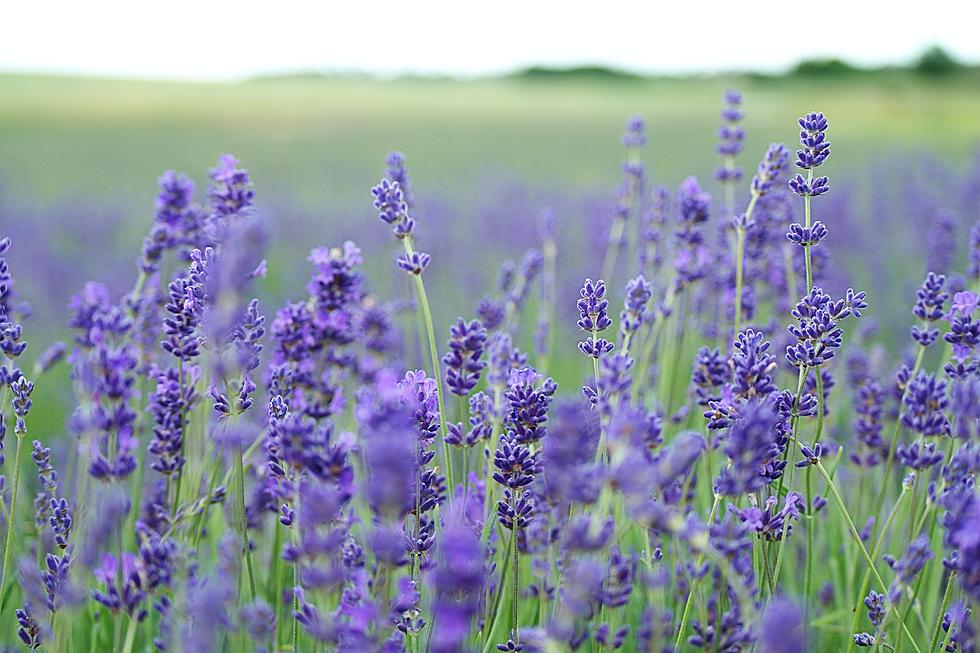 Enjoy a Peaceful Visit to Beautiful Kentucky Lavender Farm!