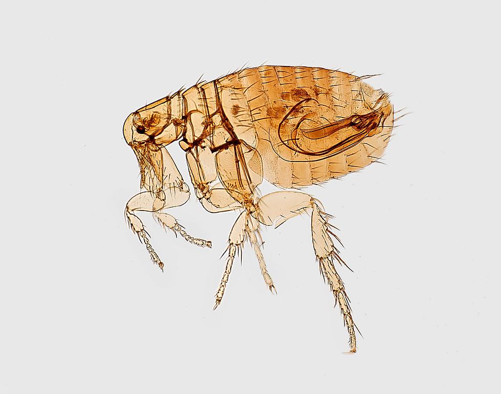 Can Humans Get Fleas? The Answer May Surprise You!
