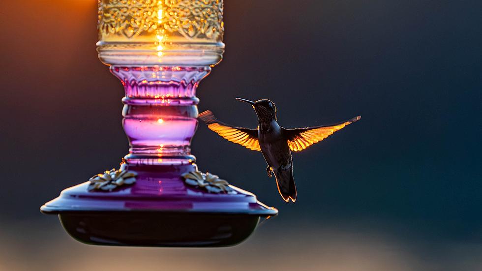 KY Photographer Captures Stunning Photos of Hummingbirds in the Sunset