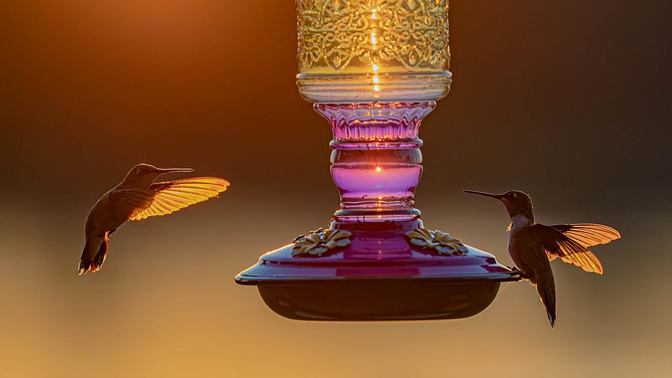 Owensboro Photographer Captures Stunning Hummingbird Photos