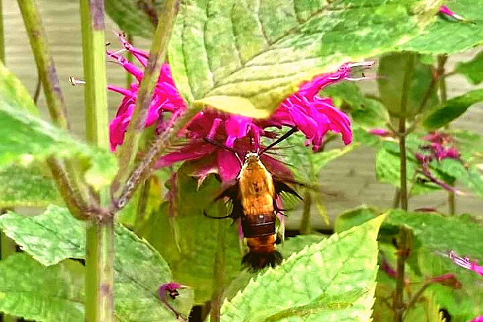 Big, Beautiful and Harmless in Kentucky -- the Hummingbird Moth