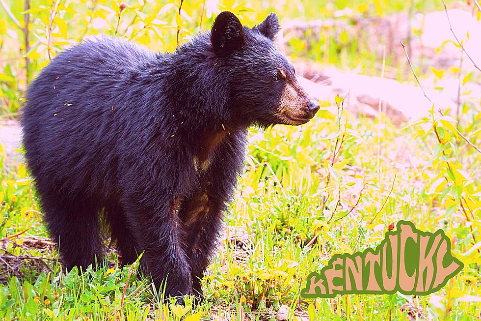 Quick-Thinking KY Man Captures Bear Family on Video