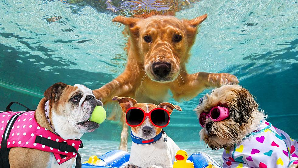 Owensboro Parks &#038; Recreation: Combest Pool has Gone to the Dogs!