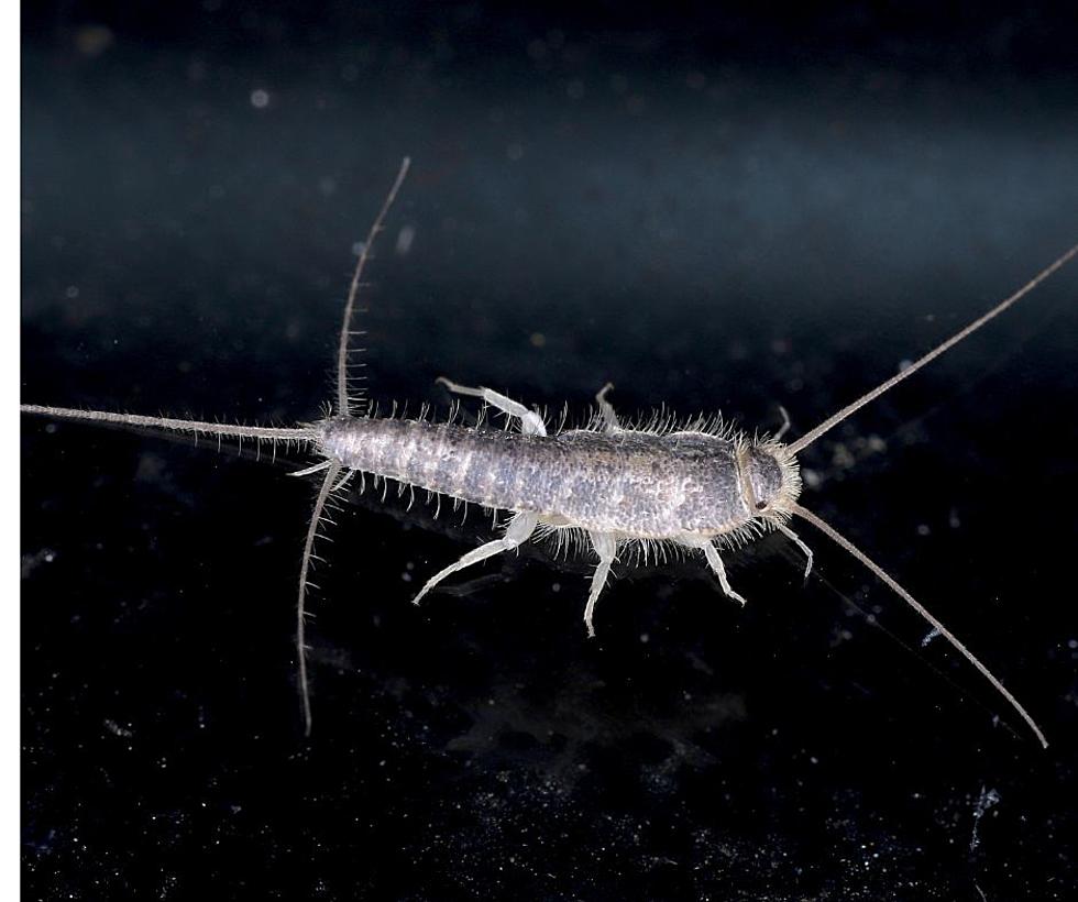 Kentuckians, If You&#8217;ve Seen Silverfish in Your Home, Here&#8217;s How to Get Rid of Them