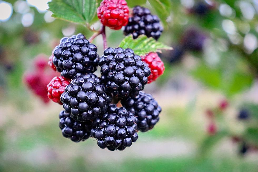 What's Cookin'?: Patty's Blackberry Cheesecake [Recipe]