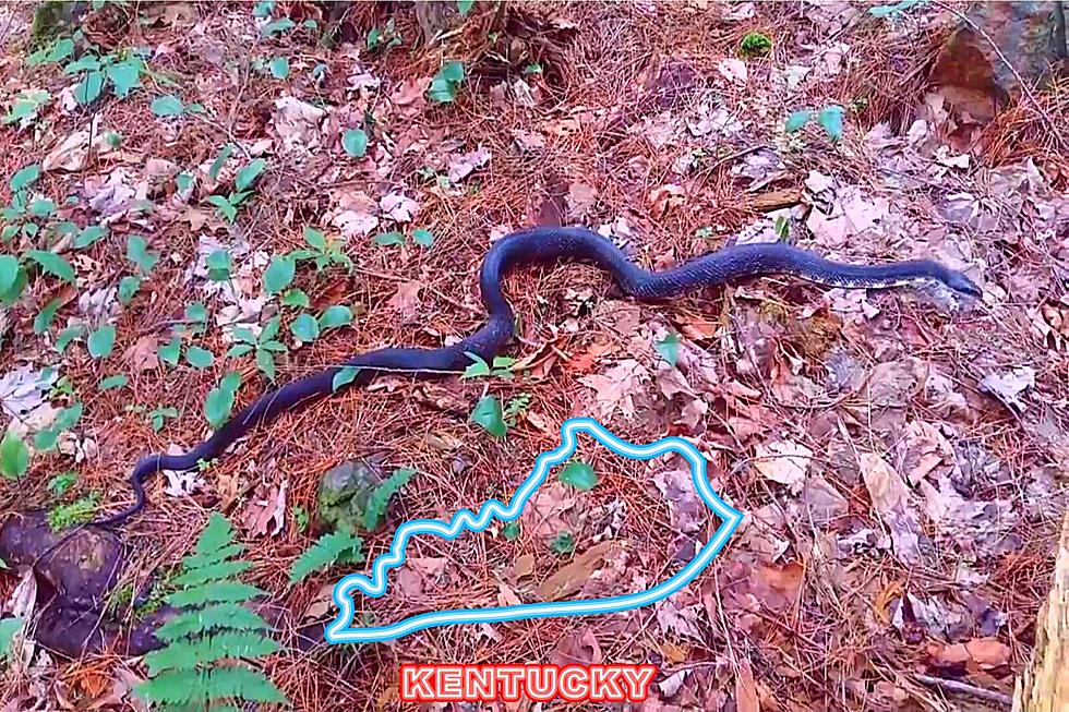Kentucky’s Largest Snake Species Is a Constrictor…But Also a Friend