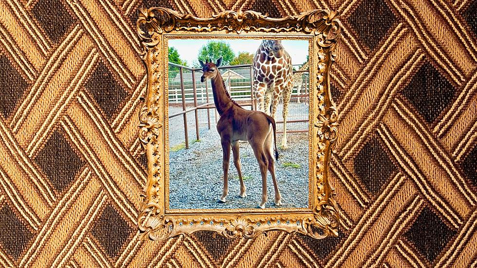 World's Rarest Giraffe Born at Tennessee Zoo: Help Name Her!