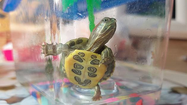 Small turtles bought online linked to salmonella outbreak affecting  children 