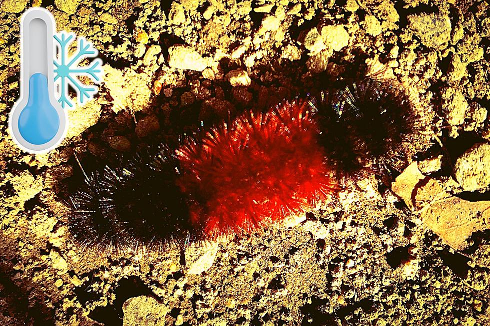 Seen Your First Woolly Worm? Here’s What They Can ‘Tell’ Us About the Coming KY Winter