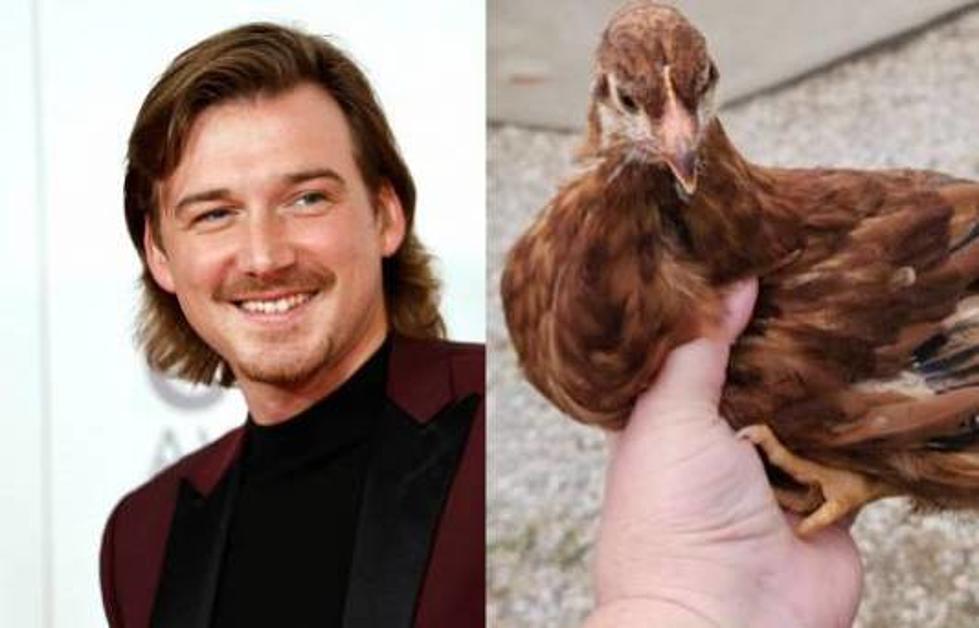 What the Cluck? There’s a Chicken in Kentucky Named Morgan Wallen!
