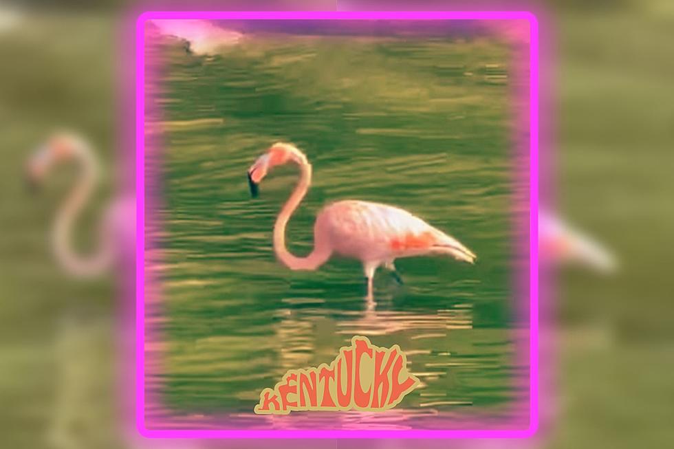 What on Earth Is a Flamingo Doing in Kentucky?