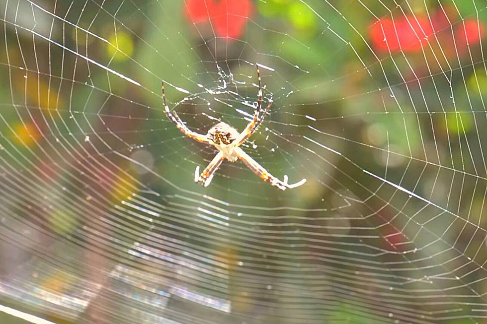 These KY Spiders Look Scary, But They&#8217;re Harmless and Beneficial