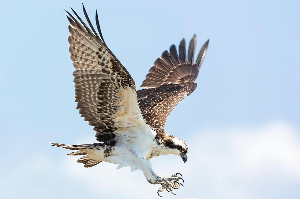 Kentucky Pet Owners Should Beware of Hawks and Other Birds of Prey