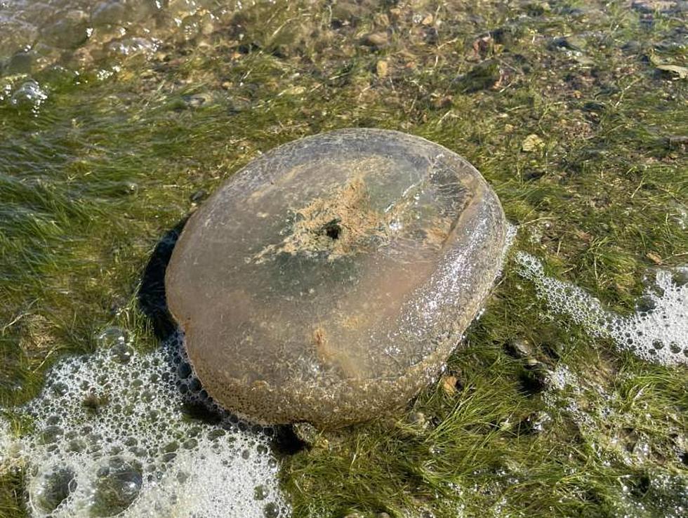 Yes, There are Some Huge Freshwater Jellyfish at Land Between the Lakes in Kentucky