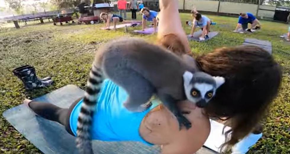 If You&#8217;ve Ever Wanted to Do Yoga with a Primate on Your Back, You Can in Florida