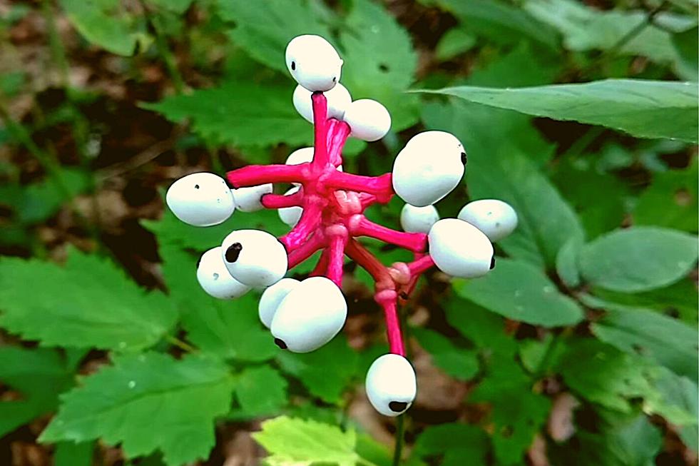 This Native KY Plant Would Make a Great Halloween Decoration…But Don’t Eat It