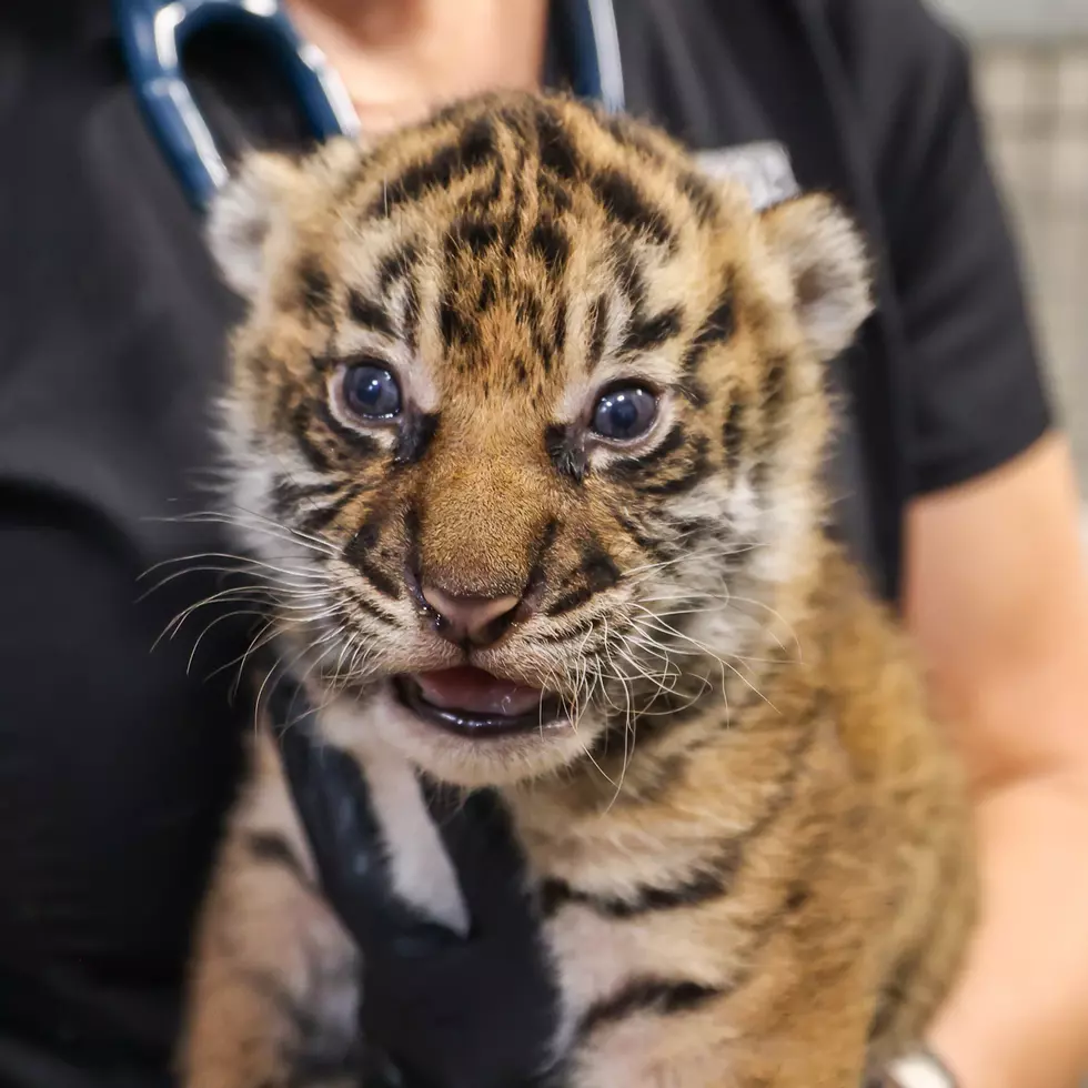 Nashville Zoo Facebook