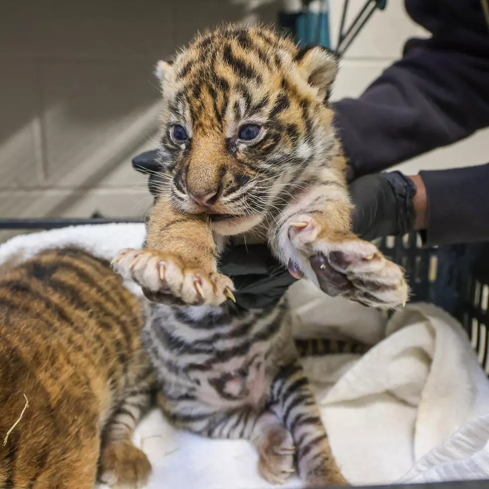 Nashville Zoo Facebook