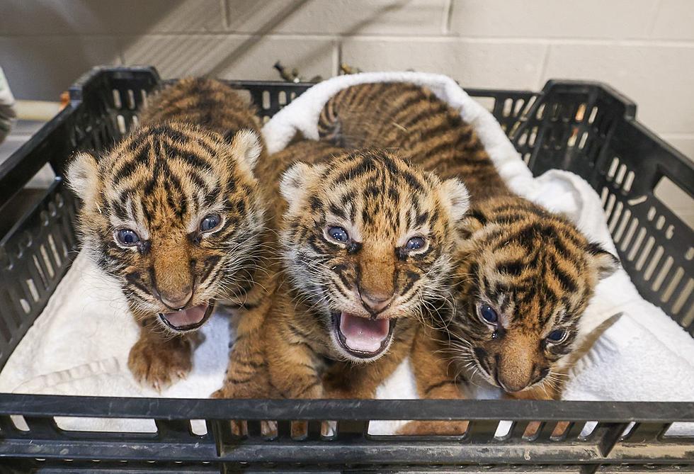 Nashville Zoo Introduces Purr-fect Three-Week-Old Tiger Cubs