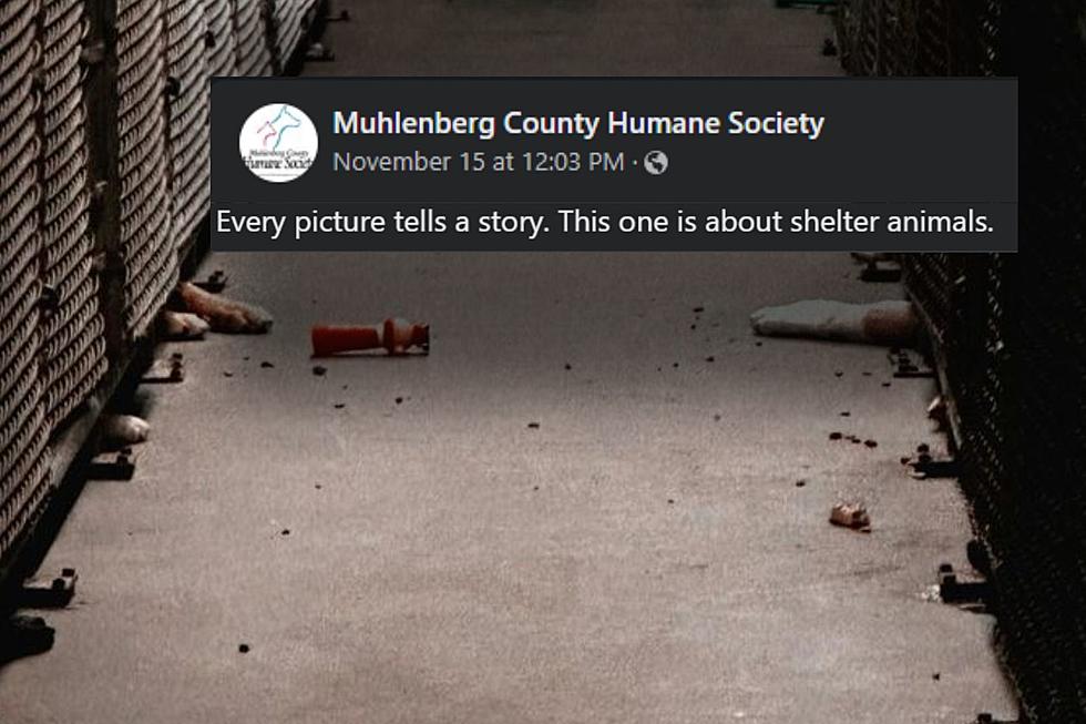 Western Kentucky Animal Shelter Posts the Most Heartbreaking Photo