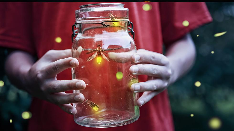 Here's How You Can Save Lightning Bugs in Kentucky