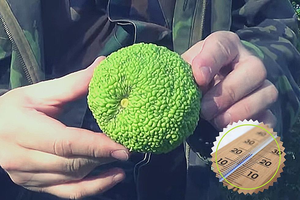 This Weird Fruit Is Another Way to Predict KY Winters