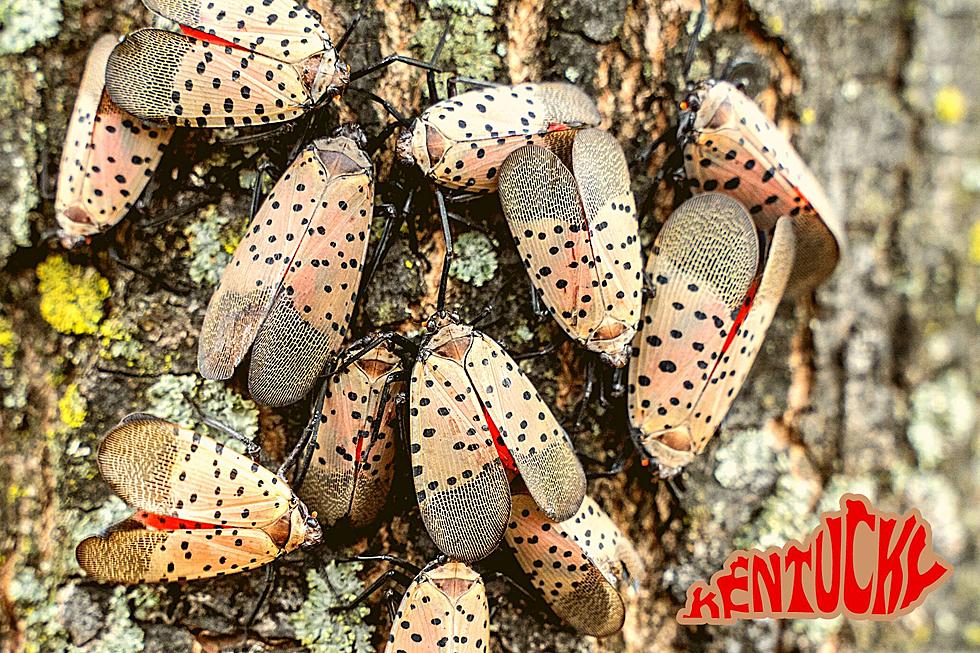 This Invasive, Destructive Species Has Now Been Spotted in KY &#8212; Kill the Eggs If You See Them