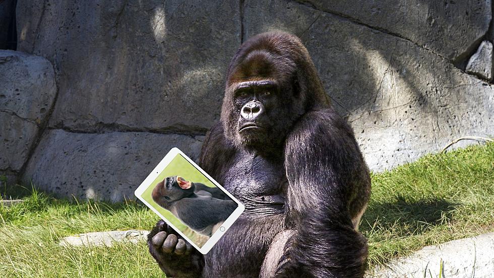 This Louisville Zoo Gorilla is Famous for His Love of Smart Phones