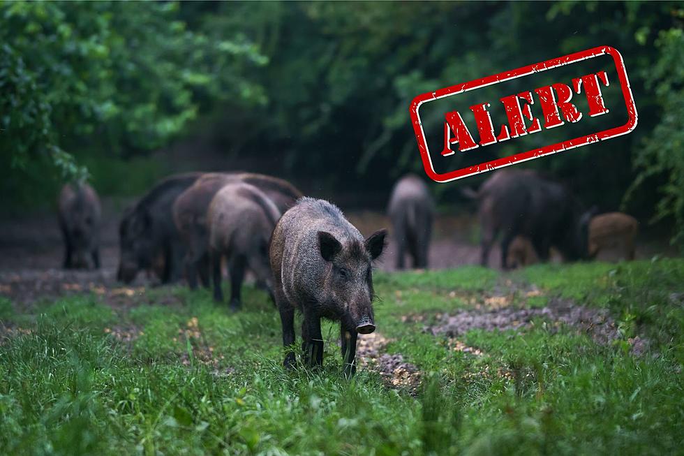 Kentucky Has One of the Worst Feral Pig Problems in the Nation