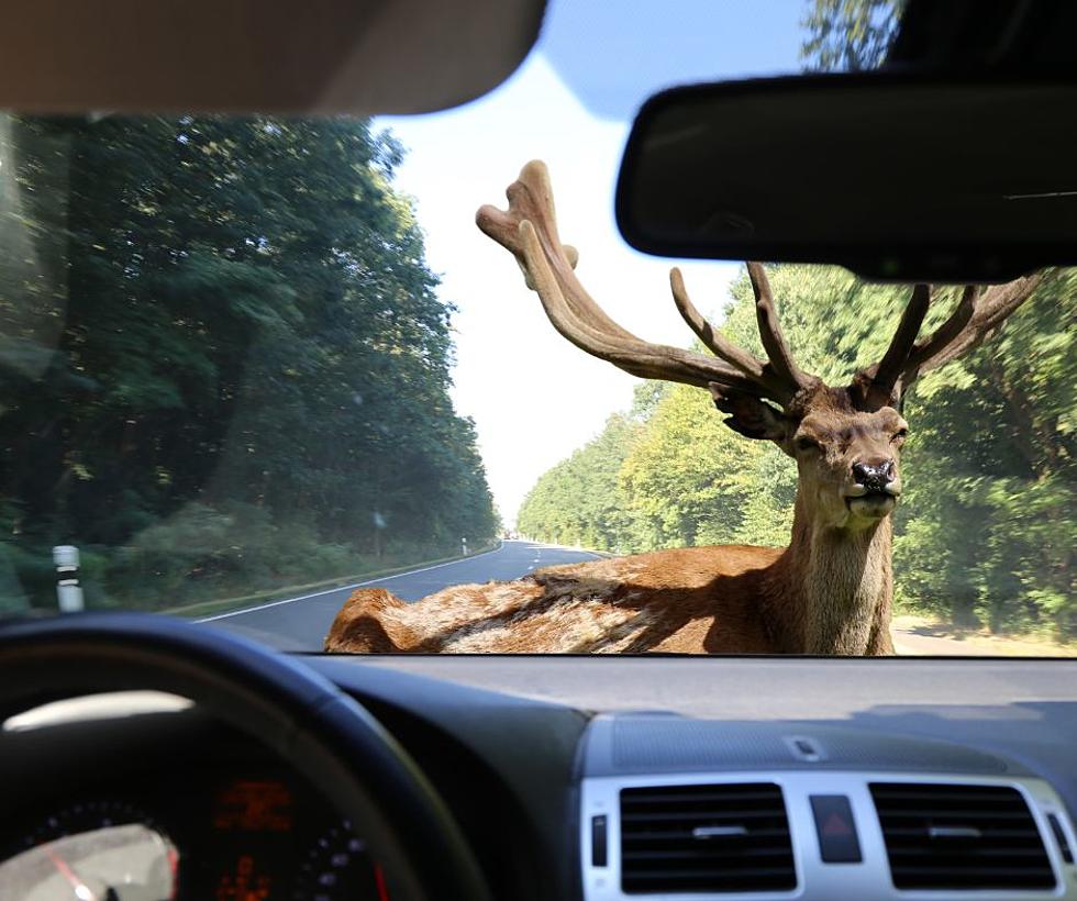 Which Kentucky Counties Have the Most Deer Collisions?