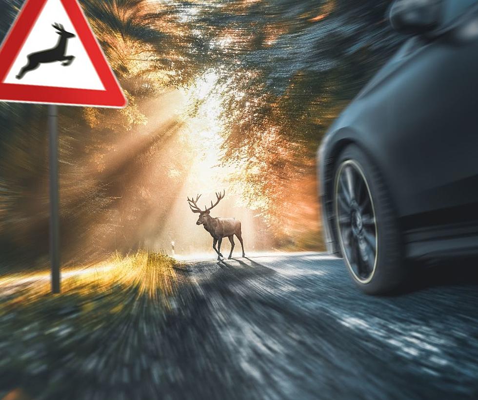 Which Kentucky Counties Have the Most Deer Collisions?