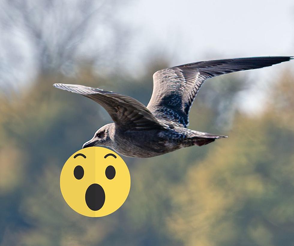 Kentucky Photographer’s Sea Gull Pic Reveals an Unexpected Surprise