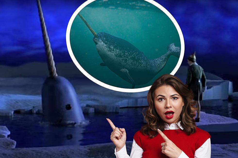 M-Kat is Shocked to Discover Narwhals Are Real