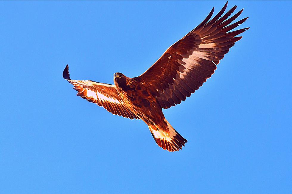 Beautiful Golden Eagle Returns to KY Home After Extraordinary Flight