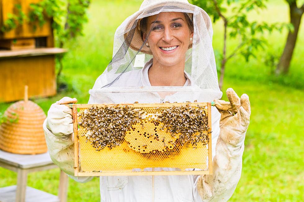 Want to Become a Beekeeper? Attend These Beginner Classes in Daviess County