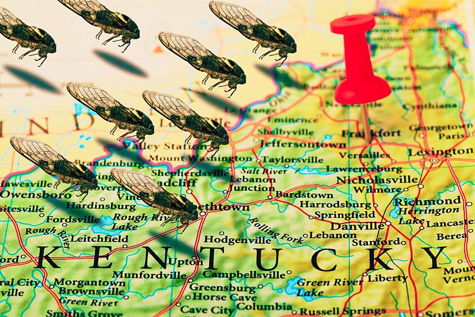 Heads Up, Kentucky, Historic &#8216;Cicada-Geddon&#8217; Is Coming
