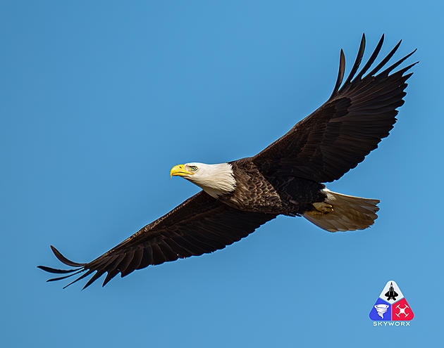 Kentucky Photographer Captures Stunning Eagle Photos on the Ohio River