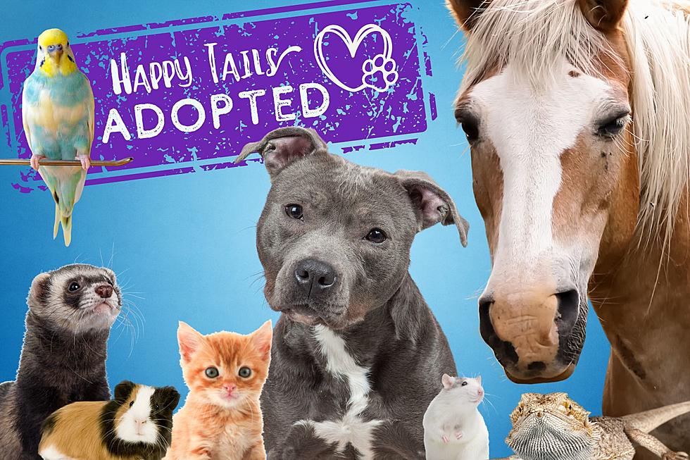 Share Your Indiana, Kentucky, or Illinois Pet Adoption Story & Help a Shelter Win $1,000