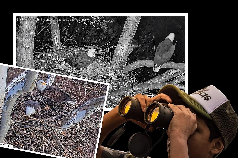 Watch Bald Eagles Lay & Hatch Their Eggs on This 24/7 Live Stream