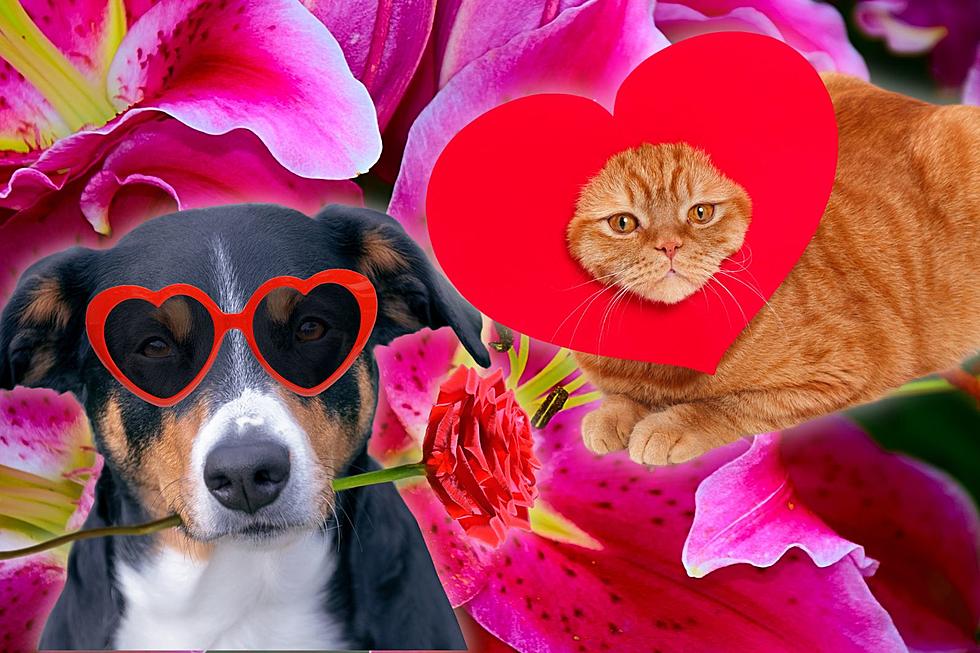 Kentucky Pet Lovers, Avoid Buying Your Valentine These Toxic Flowers