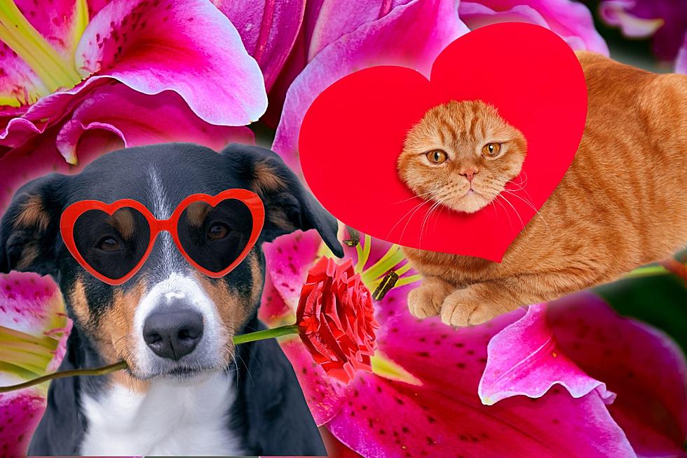 Kentucky Pet Lovers, Avoid Buying Your Valentine These Toxic Flowers