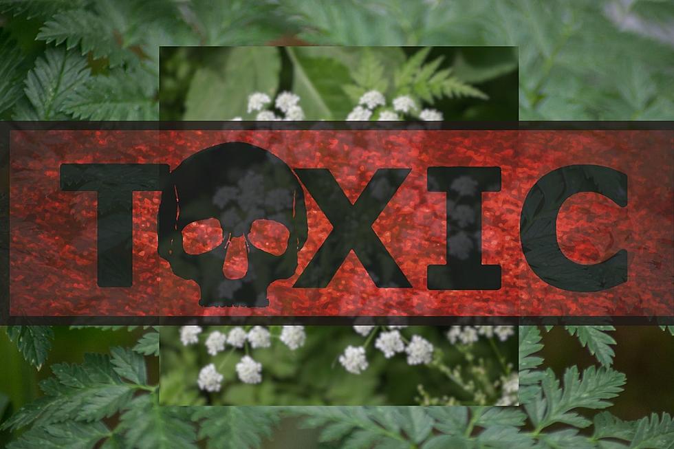 Poisonous Plant Spotted Growing in KY Deadly to Humans & Animals