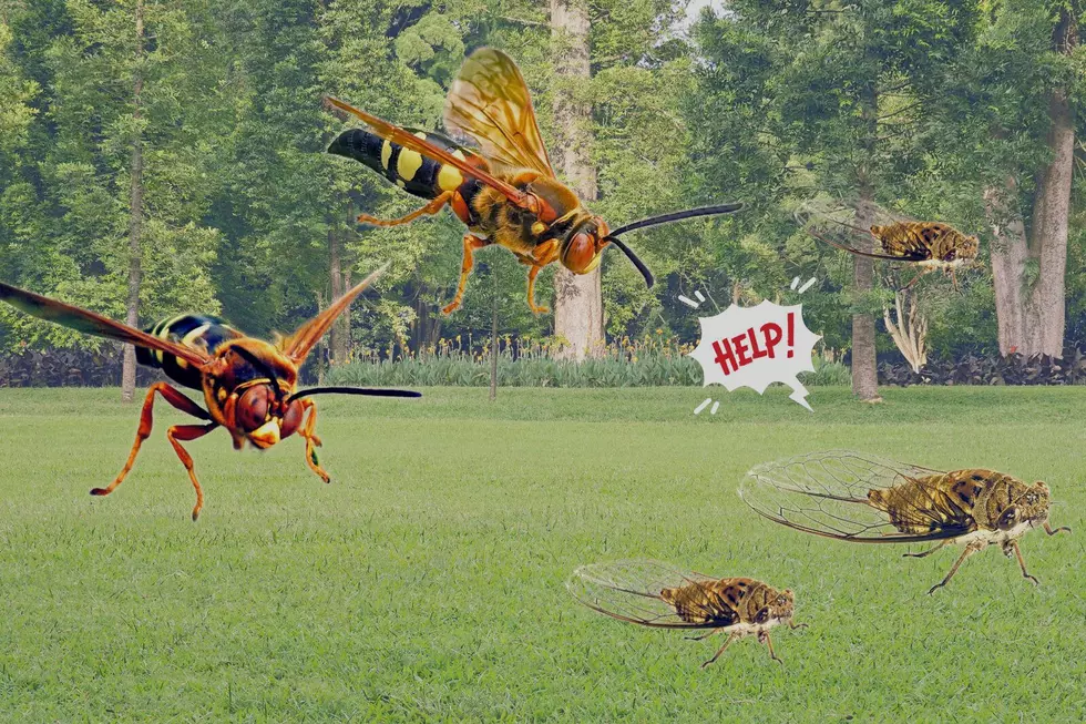 Cicada Killer Wasps in KY Licking Their Chops Over Double Cicada Brood Arrival