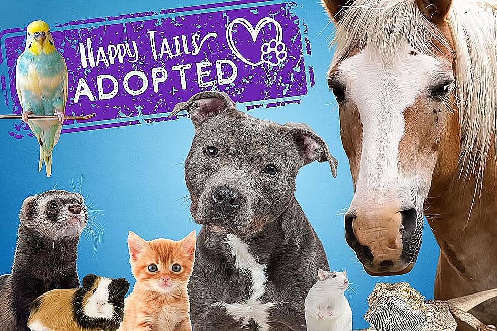 Here’s What Pet & Shelter Won the Happy Tails Contest