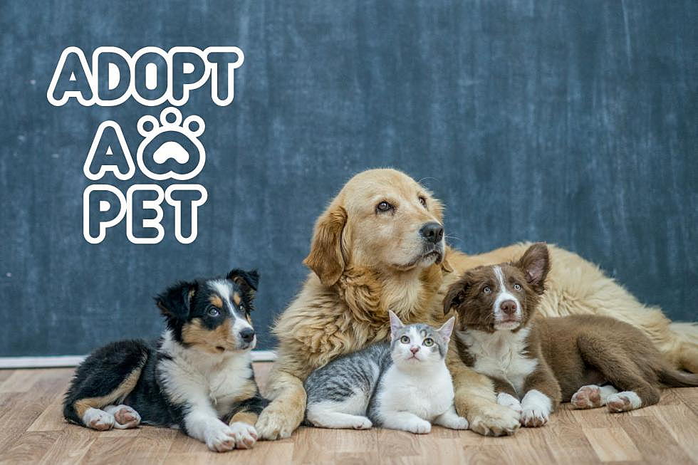 Find Your New Furry Friend: Adopt A Shelter Pet In Western KY